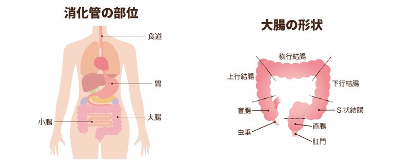 食物を消化・吸収する消化管